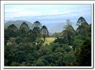 Bunya Mountains national park